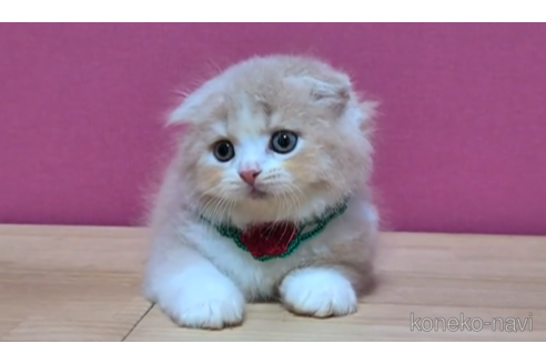 成約済の東京都のスコティッシュフォールド(折れ耳)-96317の4枚目